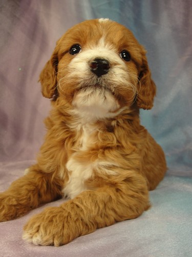 Female Cockapoo Puppy for sale Born December 27, 2011